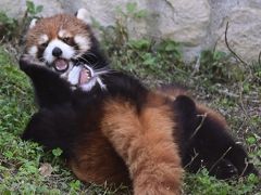 レッサーパンダはかわゆい !!!  安佐動物公園 。仁義なき戦い・広島仔闘編？？