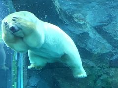 久しぶりの北海道旅、最終日&#12316;旭山動物園・円山動物園・純喫茶編&#12316;