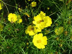 くりはま花の国コスモス園