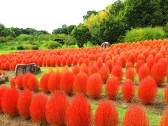 馬見丘陵公園のコキア　その１