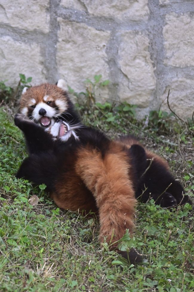 安佐動物公園の,心臓破りの坂道を登り切ったところにパンダ舎が有ります。この長い坂道で,何人もの人達が心臓発作や日射病により倒れたかの記録は、ありませんが非常にしんどい坂道です。またここのパンダ舎には個体のプロフィールが全く有りません。私が今まで見た他県では色々工夫を凝らしたプロフィールを作っています。折角カカとププと名前を付けて貰ったのですから、何か情報を提供しても良いと思うのですが、広島市条例で個人情報保護法が動物まで及んでいるのでしょうか。それとも単にやる気が無いだけなのでしょうか、市に問い合わせメールをしましたが、今までのところ返信は有りません。<br />仕方が無いので自分で調べました。この日見たのは、親子3匹だけです。<br /><br />ヨウヨウ　♀　2014年7月27日　旭山生まれ<br />カカ　　　♂　2019年6月29日　ヨウヨウとトロリの子<br />ププ　　　♂　　　　　　同上<br /><br />父トロリ　姫セン生まれ　姿見えず