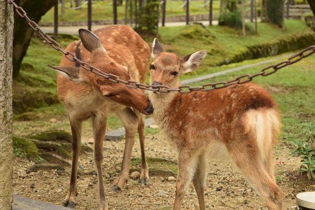 タロが関西締め括り旅行<br />観光客激減でおなかを空かせた鹿たち