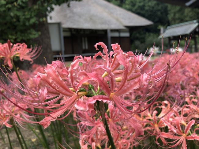 <br />旅行記を見てたら、黄色い彼岸花(リコリス)の旅行記を発見! ダリルは家族を亡くした時、自分で祭壇の花を生けて、葬儀をしました! その時の花が、黄色いリコリス!<br /><br />明日は命日なので、コレは行かずばなるまい!ってコトで学校が終わってから、横浜へダッシュ! 帰りにラーメン食べて、中華街のゴッドハンドの所で、寄って、、、の、放課後に隣の県へのgo to記です!<br /><br />当日なのに、ゴッドハンドの三和治療院の鍼が取れたので、帰り道に中華街へも行きました!