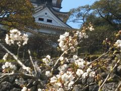 高知城、桜が咲き始めました