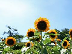 馬見丘陵公園のひまわり