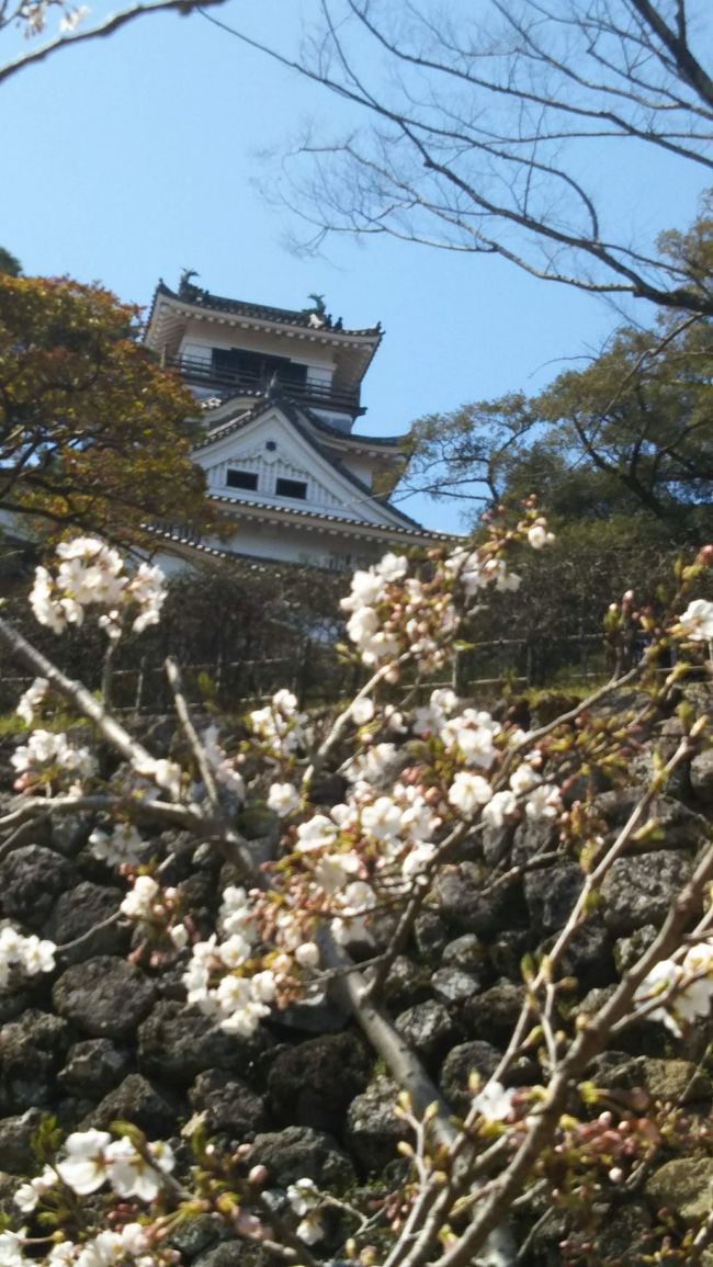 高知城<br />まだ寒さが続いて、さくらは、始まり、少し高知であっても、遅れ気味の春でした…でもその日は急にお昼頃から温かい太陽で。<br />見る見る咲き始めたのでした。<br />そんな高知城をプラプラお散歩