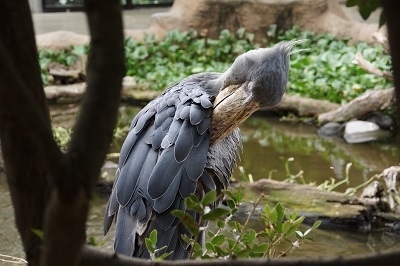 ウスイロホソオクモネズミを見に、神戸どうぶつ王国へ