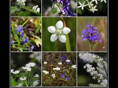 ◆秋の羽鳥湖高原*野の花便り+曼殊沙華