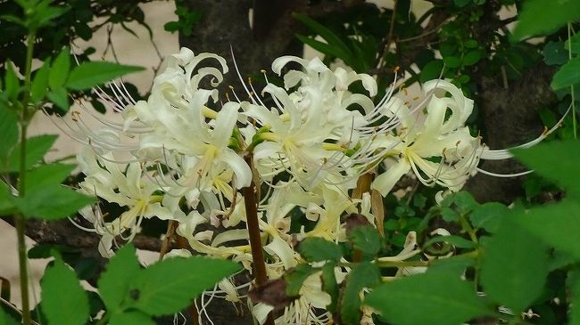 その2からの続きです。<br /><br />サンシティの花壇に咲く花を撮影しています。<br /><br />写真は、天王寺川の堤防に咲く白い彼岸花。
