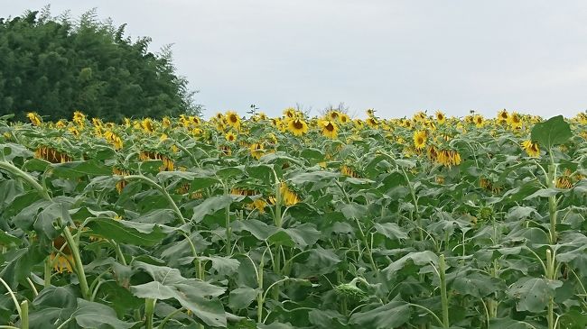 神奈川県に住む友人が<br />突然帰って来て<br />どこか行こうか？って感じで<br />コスモス畑狙いで潜入したけど<br />予想以上に広いですね<br />目的のコスモスは<br />ちょっと早い感じでしたが<br />向日葵はあちこち時期をずらして植えられ<br />大人700円の入場料だが<br />好きな花を10本持ち帰れるから<br />700円はそれほど高くないかな？<br /><br />ただ、広いから<br />大蔵省連れてとかだと<br />少し大変だが<br />良い運動になりますね