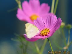 森のさんぽ道で見られた山野草