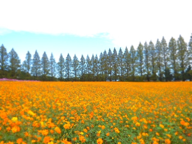 このあたりでコスモスと言って思いつくのは、宮崎の生駒高原か出水の上場高原。<br /><br />今日は生駒高原へ行ってみます。<br />事前にネットで調べたら７～８分咲きとの事でしたが、私の目から見ればどうみても満開でした。<br />