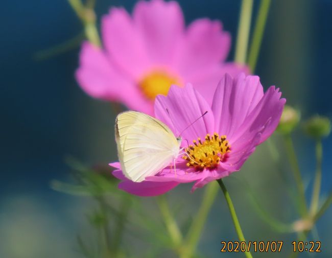 10月7日、午前9時半過ぎ川越市の森のさんぽ道へ行きました。　この時期に見られる山野草についてまとめてみました。<br />9月頃よりシラヤマギクが森の各所に見られます。最近ではヨメナが見られようになりました。　森の所々で彼岸花も見られました。　森のさんぽ道の中にある荒れ地やレジャー農園ではコスモス、キバナコスモス、コセンダングサ、サフラン等が見られました。<br /><br /><br /><br />*写真はコスモスの花とモンシロチョウ