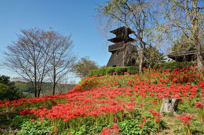 栃木県東部の茂木町に茂木城、別名桔梗城という中世の山城の跡があり、今では城山公園として整備されている。その山裾や曲輪跡、空堀跡の斜面に、50万本とも言われている彼岸花が群生している。今年は例年より10日以上開花が遅れ、10月に入ってちょうど見頃になったので、連れ合いを連れて撮影に出掛けてきた。