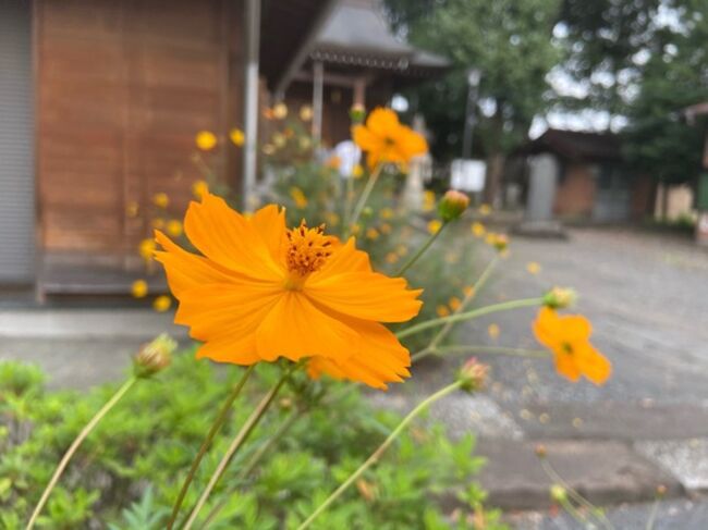 埼玉県川越に秋を探しに行ってきました。<br />花手水を見たり、寺社巡り途中で彼岸花などを見たりしました。<br /><br />■①秋の花手水と寺社巡り<br />川越八幡宮でハロウィン仕様の花手水を見ました。<br />更に中院、仙波東照宮にも行きました。<br /><br />■②秋の花々と日本酒スタンドとクラフトビール<br />喜多院から日枝神社に行きました。<br />小江戸蔵里で日本酒を味わい、コエドビールでお土産を買い帰りました。