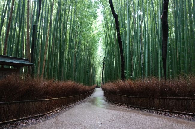 京都２泊３日王道の旅、３日目は金閣寺、龍安寺、嵐山ランチ、竹林から錦市場に立ち寄り帰路につきます。