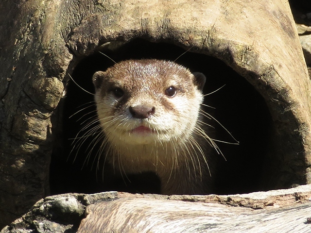 公式HPを見て、ずっとあこがれていた動物園。<br />ようやく初めての訪問でしたが、なんと直前に衝撃の事故が起こり<br />激安LCCチケットは変更ができず、タイミングが悪すぎました。<br />事前に確認したところ、一部非公開になっているが<br />開園しているという事で、やむなく決行。<br /><br />ホワイトタイガーに会えないのは覚悟していたけど<br />まさかの猛獣エリア全体が閉鎖という残念な状態。<br />これなら水族館にすれば良かった。<br />と思いつつも、広くて飼育動物の種類が多いので<br />足湯に入ったり、それなりに楽しみました。