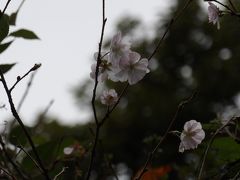 秋に咲く桜、再び（小菅ヶ谷北公園散策の森ゾーン）