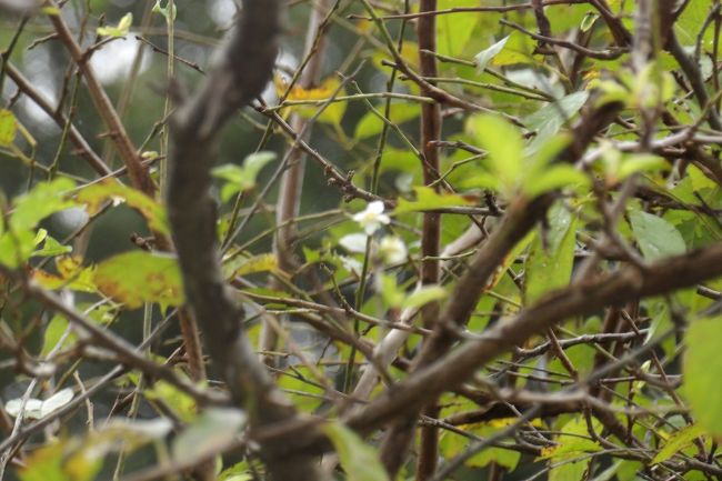 　横浜市栄区小菅ヶ谷4にある小菅ヶ谷北公園の北部にある小菅ヶ谷北公園散策の森ゾーン（https://4travel.jp/travelogue/11651229）の山頂（https://4travel.jp/travelogue/11651266、https://4travel.jp/travelogue/11652243）と南部にある小菅ヶ谷北公園自然観察ゾーン（https://4travel.jp/travelogue/11652257）の谷戸の奥で秋に咲く桜（https://4travel.jp/travelogue/11652244）を見付けた。それならば、隣接するというか、小菅ヶ谷北公園に囲まれた横浜市栄区小菅ヶ谷4字飛石の桜の中にも開花しているものがないか確認してみた。<br />　飛石は3軒ばかりの小さな集落である。道路沿いに2本の桜の木を見付けた。しかし、そのうちの1本は開花した後で、多くは散ってしまったようだ。やはり、秋に咲く桜と言っても、春と同じように、遅い早い（遅咲き、早咲き）はあるようだ。<br />（表紙写真は飛石で秋に咲いた桜）