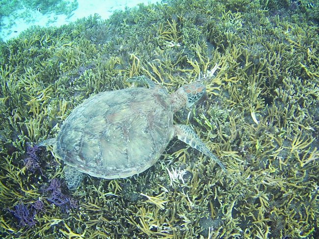 GoToキャンペーンに乗っかって、宮古島の海と食べ物を満喫してきました！