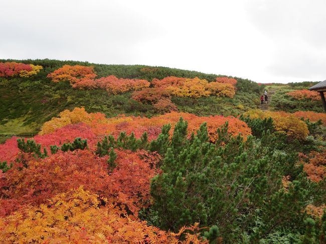 今回の旅行の最大の見どころは旭岳の紅葉。<br />これは前から行ってみたかったところ。<br /><br />２００１年に青森に住んでいた頃、今回滞在させてもらった親戚宅に祖父が生きていた頃で、旭岳近くの天人峡へ紅葉を見に行こうと手前までは行ったのですが、駐車場待ちがスゴくて、あきらめて美瑛観光になったことがあったんです。<br />その頃はまだ青い池もブームではなく。<br /><br />なので北海道の大雪山周辺の紅葉を見ることは楽しみにしてました。<br />事前に調べて、ロープウエー乗り場近くのベアモンテでの宿泊で、駐車場対策はぬかりなくやりました！！<br /><br />写真は旭岳の紅葉。<br /><br />今回の日程です。<br /><br />９月１６日（金）　新潟港　２２：３０発<br />９月１７日（土）　苫小牧　１６時４５着　　親戚宅泊<br />９月１８日（日）　白い恋人パーク　石狩湾<br />９月１９日（月）　友人夫妻とランチ<br />９月２０日（火）　親戚とランチ　友人夫妻と飲み会　札幌ホテル泊<br />９月２１日（水）　湯の川温泉泊<br />９月２２日（木）　義妹夫妻と合流　親戚見舞い　登別泊<br />９月２３日（金）　トマム泊<br />９月２４日（土）　早朝雲海観光　大雪山　旭岳周辺泊<br />９月２５日（日）　旭岳ロープウエー　小樽港　１９時発<br />９月２６日（月）　新潟　着<br /><br /><br />