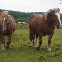 馬好きおやじ、寒立馬（かんだちめ）に会いに北へ（青森県むつ市尻屋崎）