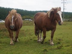 馬好きおやじ、寒立馬（かんだちめ）に会いに北へ（青森県むつ市尻屋崎）