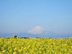 早春の三浦半島