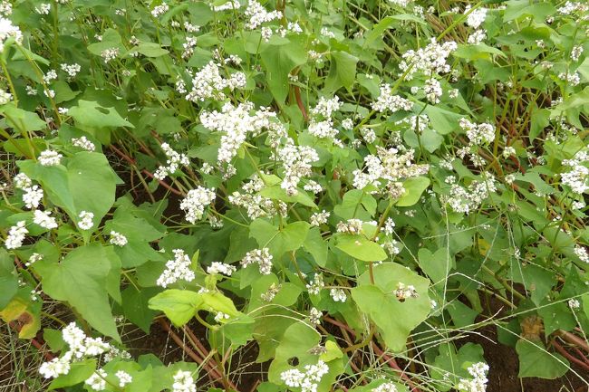 　小山台中の裏にある野庭町（上野庭）の西の端にある畑が白い花で満開だ。そば畑だ。<br />　新潟育ちの私は田圃と稲穂は何処でも見られたが、平野部ではそば畑など全くのところなかった。ただ、半世紀余り前にお祖母さんが畑にそばの種を蒔いて、実ったそばの実を引いて手打ちのそばを作ってくれ、3人の孫たちに振る舞ってくれたことがあった。しかし、その年の1年だけでそば畑は作らなかったと思う。<br />　そば畑やそばの白い花などは信州にでも行かなければ見られないものだと思っていたが、思いがけなく、ここ野庭町で見ることができた。<br />（表紙写真はそばの白い花）