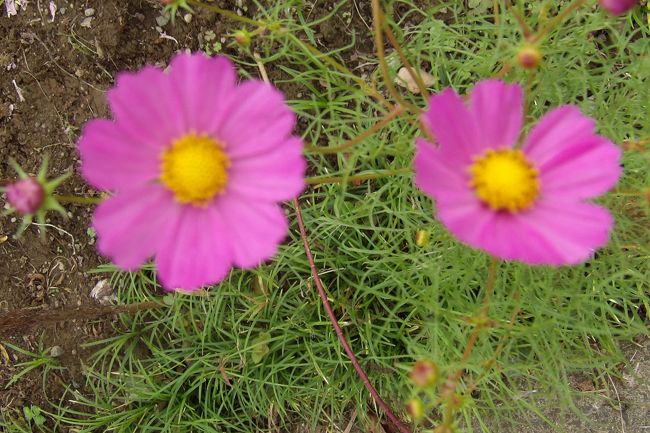 　小山台小から坂道を下りてくると、石垣の上のつつじの生垣につつじの花が咲いている。春に咲くつつじの花が秋に狂い咲きしたのであろう。<br />　その坂を下ると土手にコスモスの花が咲いている。コスモスは秋の花だ。コスモスの花を見ると秋を感じることができる。<br />（表紙写真はコスモスの花）