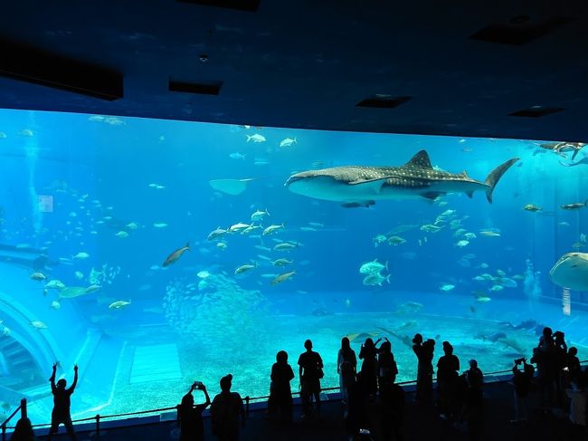 コロナで２度もキャンセルした沖縄旅行。<br />一泊二日で、美ら海水族館、ジップライン、国際通りでショッピングを目的に弾丸で行ってきました。<br /><br />まずは、ずっと行きたかった美ら海水族館へ。