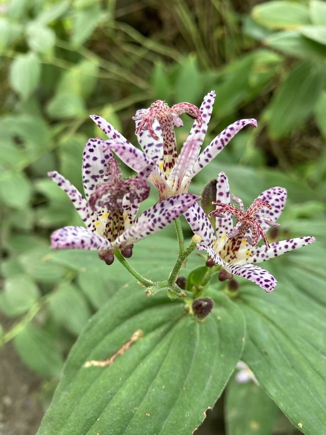 運動不足もありちょっとした用件のついでに、行ってみたいと思っていた「向島百花園」へ行ってきました。<br /><br />庭園内は少し時期は過ぎてはいましたが「萩のトンネル」と野趣あふれる秋の花、果実で「百花繚乱」の風情が残っていて癒されました。<br /><br />隅田川の東の地、向島は、江戸時代から行楽の地として人気の土地でした。浅草側からみると湿地に散在する平地が島のように見えたらしく、牛島、柳島、寺島などという地名があり、川の向こうの島という意味から、向島という名前がついたようです。<br /><br />向島に花街が出来たのは、実は明治時代以降のこと。明治、大正、昭和と栄えた花街街はなくなり、向島は劇的に変貌しましたが、この向島の東にあるのが向島百花園です。