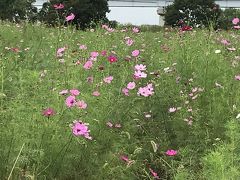 花を求めて　江戸川のコスモス