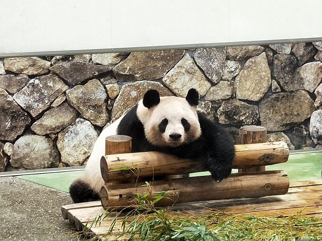 8月は「マイクロツーリズム」ということで同じ県内のホテルに行って帰ってきただけだったけど、今回は飛行機に乗って、レンタカーも借りて、高野山も行ってと、久々に旅行らしい旅行です。<br /><br />パンダがたくさんいるというので気になっていたアドベンチャーワールド。でも、それだけのために和歌山に行くにはハードルも高くて。と思っていたけど、GoToトラベルキャンペーンが背中を押してくれました!<br /><br />最終日はいよいよアドベンチャーワールドでパンダとご対面! あいにく終日雨で、遊園地やふれあいゾーンなどクローズなものもあったけど、行きたかった施設内はずっと屋根があって濡れることもなく、特に問題はありませんでした。<br /><br />※この日の宿泊は、白浜 古賀の井リゾート&スパ。<br />楽天トラベルから「最上階の煌めきリゾート♪ベイスイートルーム(禁煙)」というプランで税込み一泊ふたりで3万4000円。GoToトラベルとダイヤモンド会員特典で、実際の支払金額は2万800円。これに5000円分の地域共通クーポンがついたので、実質1万5800円!<br /><br />その1:白浜編→https://4travel.jp/travelogue/11652241<br />その2:高野山編→https://4travel.jp/travelogue/11652300