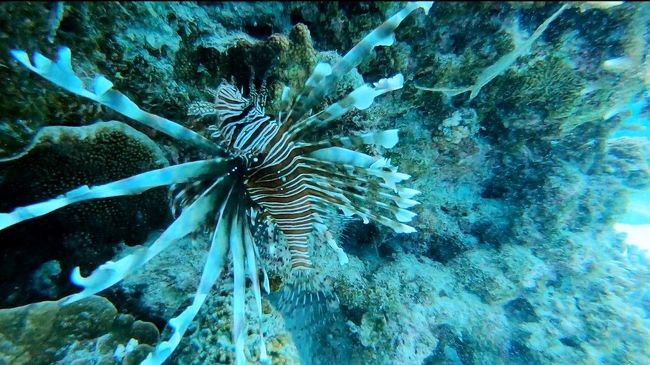 慶良間ブルーに魅せられて　今年3度目の沖縄はまたしても離島旅 3泊4日　ここは竜宮城？ベラやカサゴの舞い踊りPart3