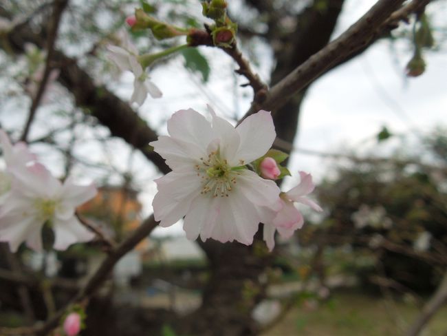 10月14日、午前１１時過ぎにふじみ野市の亀久保西公園に行き、久しぶりに冬桜を見ました。　曇りの天気でしたが、気温は約２０℃で気持ちよかったです。　花が咲いている冬桜の樹は16本虫、7本の樹に花が咲いていました。　三本の樹には花の大きさが１センチくらいでしたが、あと四本の樹には5ミリくらいの小さな花がついていました。　花の色は白っぽい花で薄いピンク色の花はほとんど見られませんでした。<br /><br /><br />*見られた冬桜