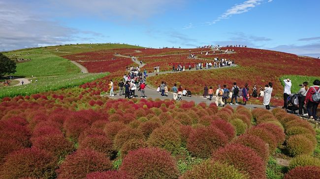 台風あけの日曜日<br /><br />茨城県ひたちなか市にある国立ひたち海浜公園に行ってきました。<br />目的は、コキアのみ。<br />紅く色好きはじめ、今の時期は緑から赤へのグラデーションが楽しめます。<br /><br />今年は、コキアがあるみはらしの丘は、密を避け予約制です。<br />予約開始日に早々と予約し、この日を待っていたので、<br />台風の影響がものすごく心配でしたが、<br />思った以上に天気が回復してきて嬉しい限りです。