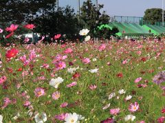 和泉リサイクル環境公園のコスモス