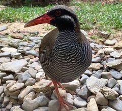 国頭_Kunigami　ヤンバルクイナ！やんばるの森と海を巡る”くんじゃん”ドライブ