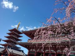 しだれ桜の浅草