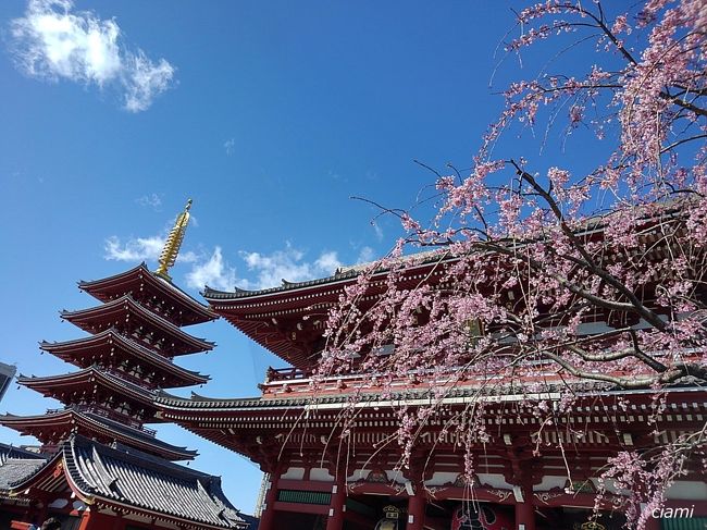 提灯ない雷門、見に行ったら、しだれ桜がきれいに咲いてました。