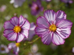 20201015-3 福岡 海の中道海浜公園のはなまつり 其の二は虹の花壇・彩りの花壇のコスモス