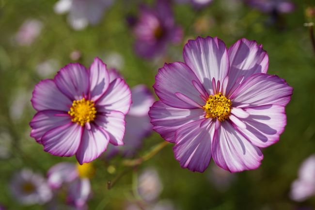 花の丘からは、少し駅の方に戻ります。西サイクリングセンターに駐輪して、花壇に向かいます。なんの花壇かな？