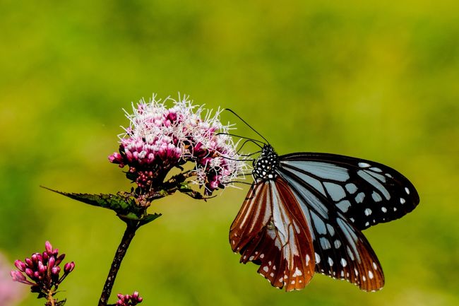 　杵築市大田村の横岳に渡り蝶アサギマダラが飛来しています。<br />　<br />　