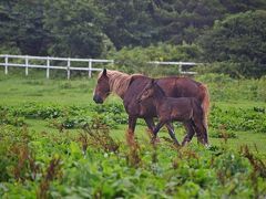 夏の終わりの青森旅行（４）ー下北半島の尻屋崎・恐山霊場ー