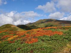 東北山岳紅葉　①月山　「カエデ？のお花畑？」