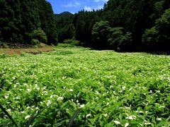 岡田の谷の半夏生を鑑賞、御杖神社参拝。　奈良県御杖村