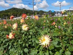 天気の良い日は花を見に♪