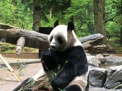 2020パンダ鑑賞記録☆パンダのもりを視察☆上野動物園☆ついでに人形町食べ歩きと日本橋起点を視察