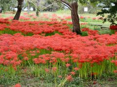 高島市（滋賀県）桂浜園地のヒガンバナ